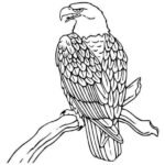 Águila para colorear