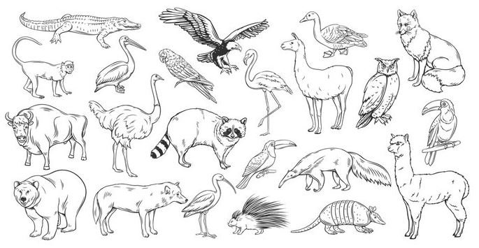 Animales para colorear