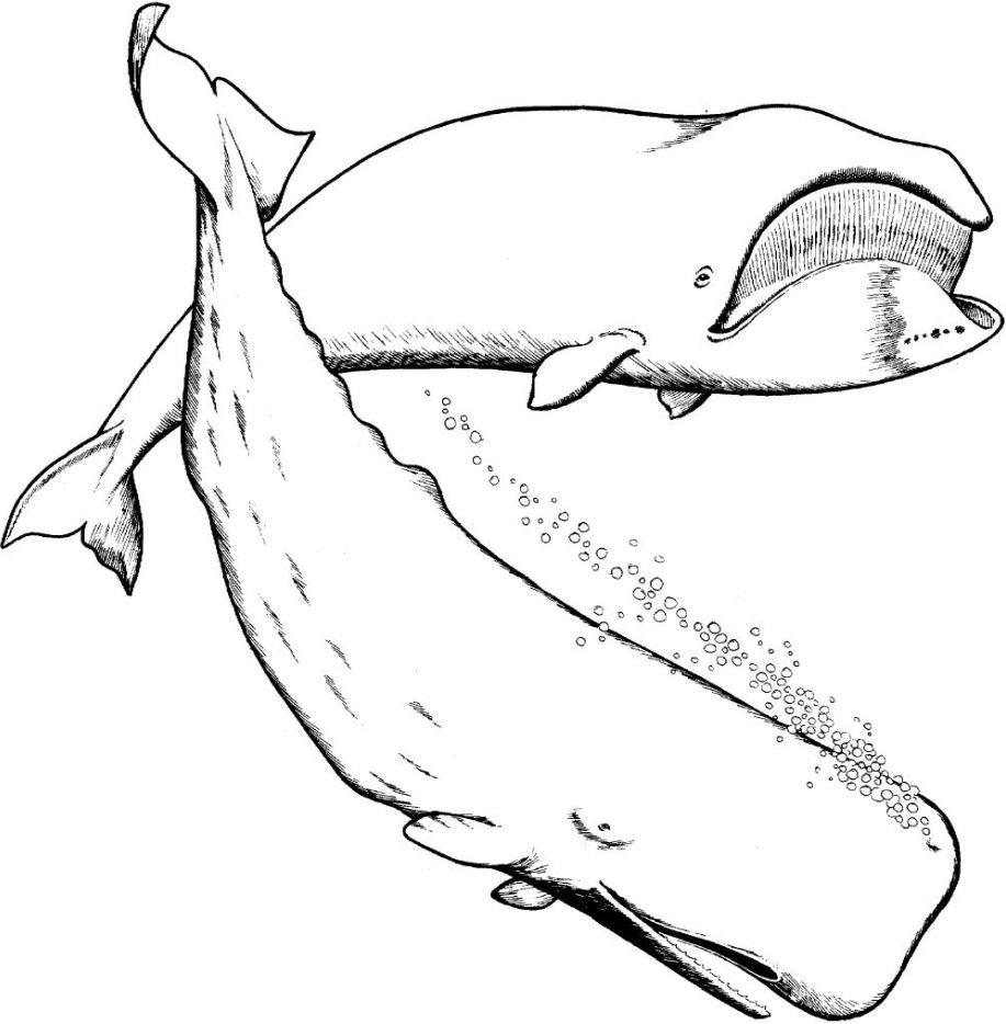 Ballena para colorear