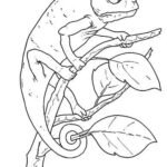Dibujo de camaleones para colorear